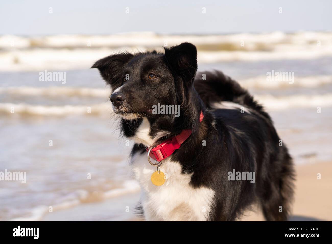 Border collie with pet collar at beach Stock Photo Alamy