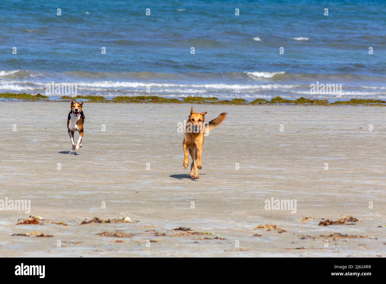 Dogs running in front of sea at beach on sunny day Stock Photo