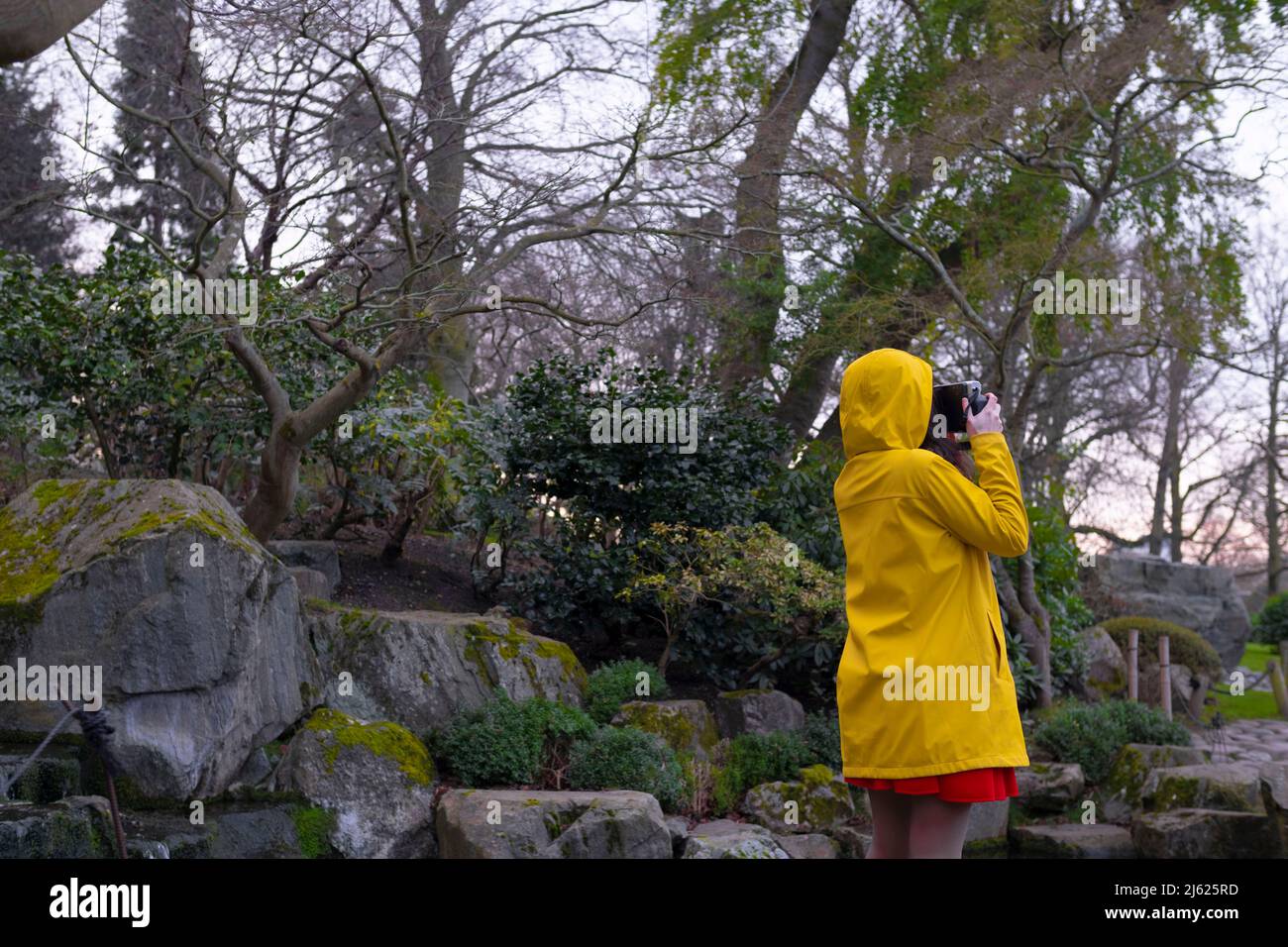 Woman wearing yellow raincoat photographing in forest Stock Photo - Alamy