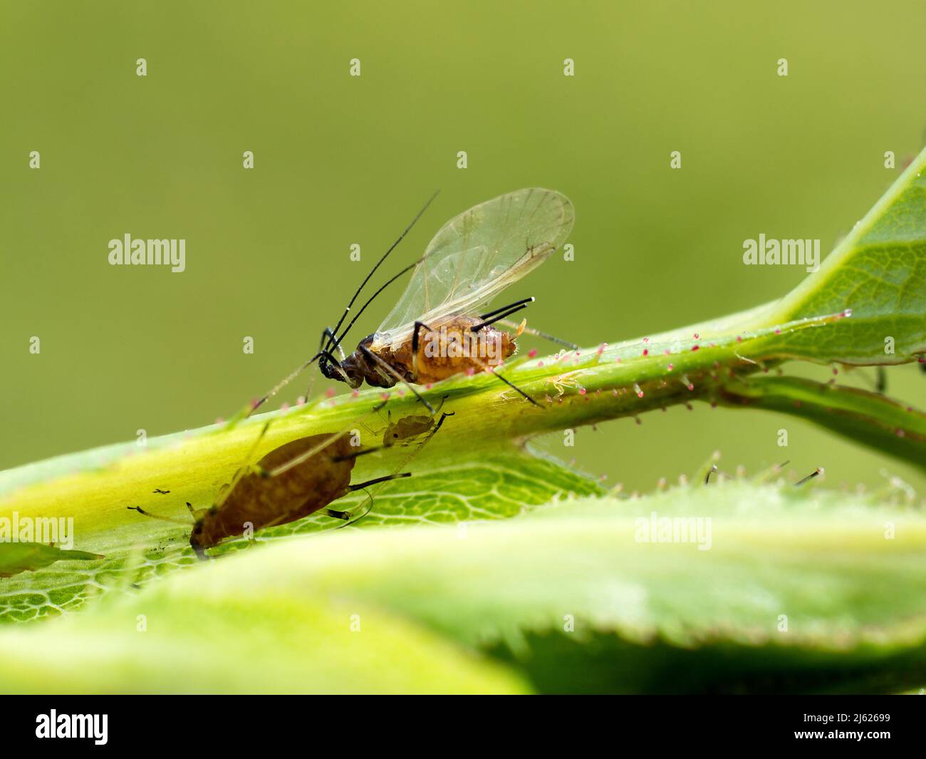 Winged aphid hi-res stock photography and images - Alamy