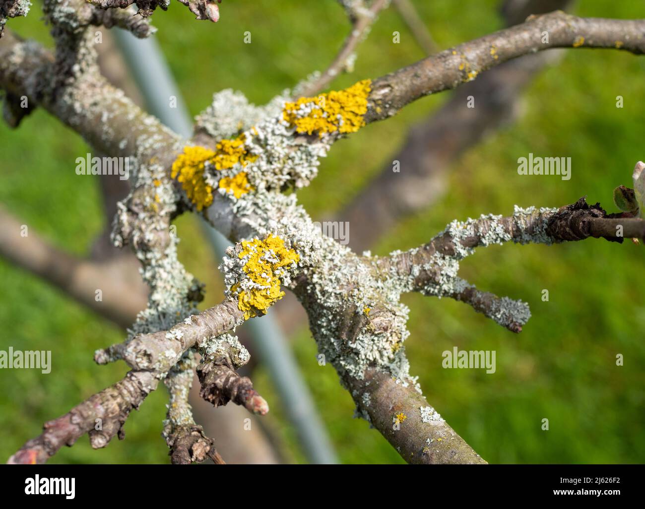 Lichen on a fruit tree Stock Photo