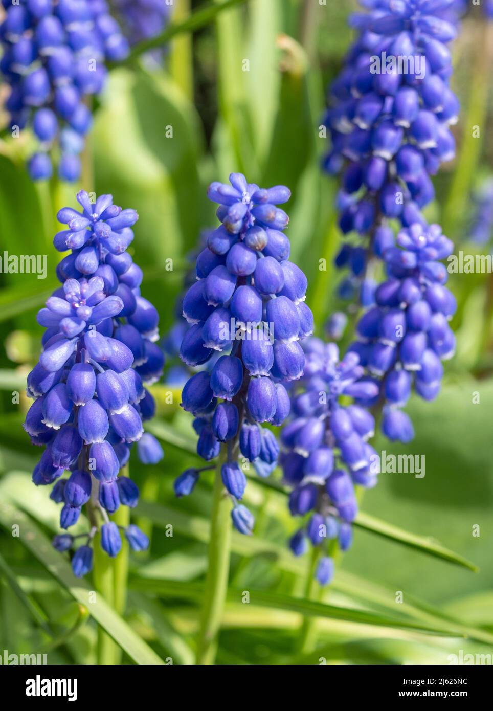 Grape hyacinth flowers in spring Stock Photo