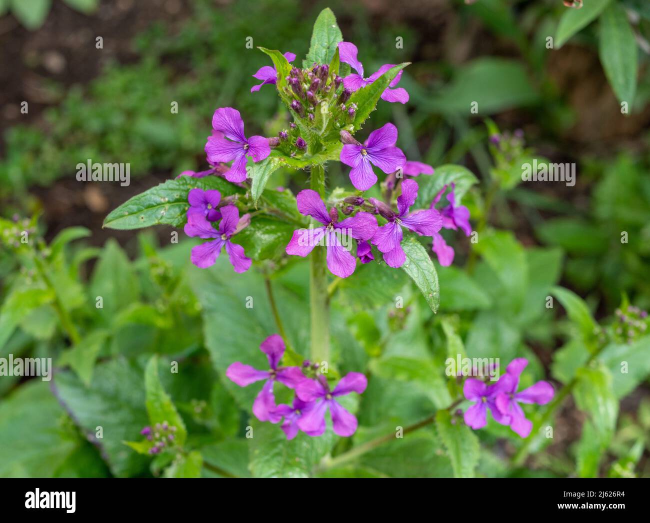 annual silver leaf blooms in spring Stock Photo