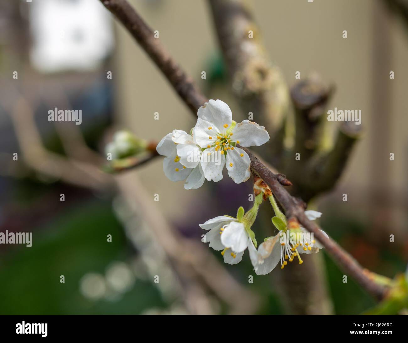Blossom of a plum tree in spring Stock Photo