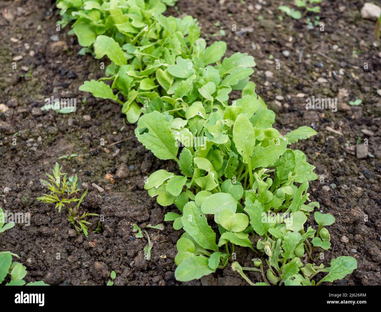 Radishes in a bed in spring Stock Photo