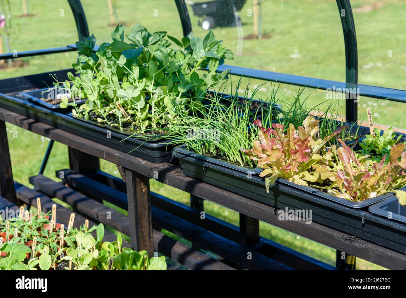 Seed trays in a greenhouse with beans, peas, spring onions and lettuce, all ready to be planted
