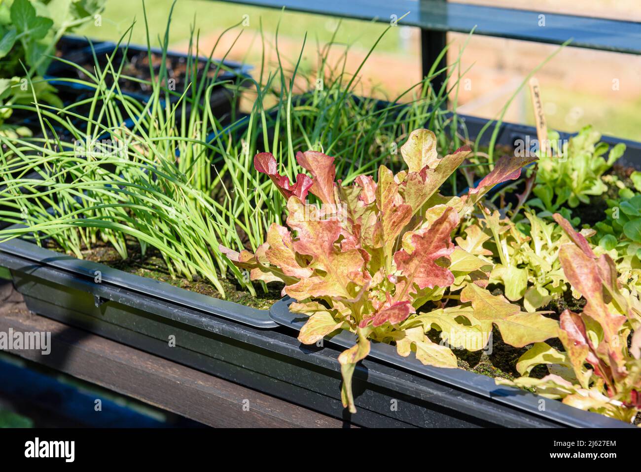 Seed trays in a greenhouse with beans, peas, spring onions and lettuce, all ready to be planted