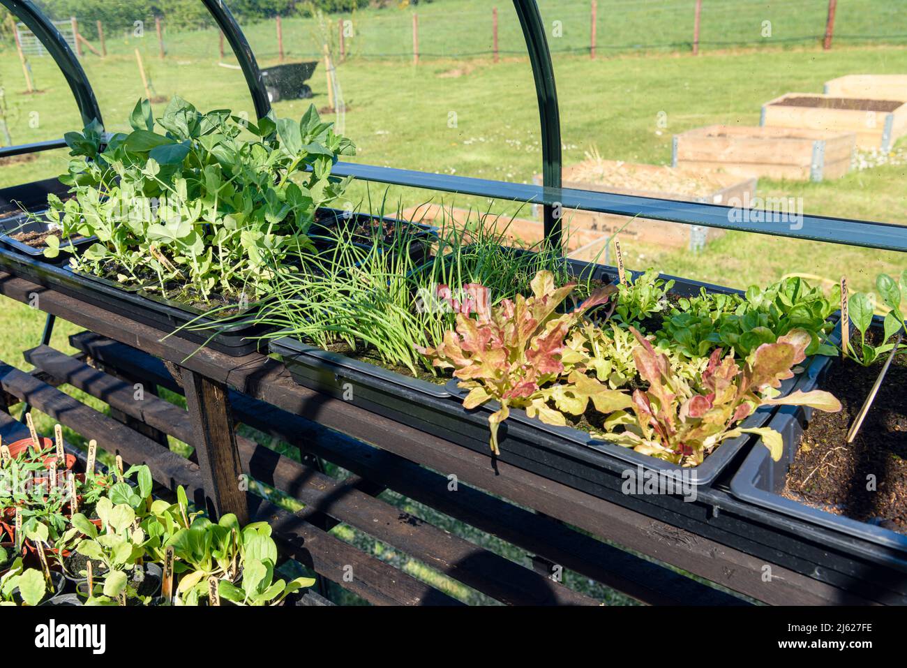 Seed trays in a greenhouse with beans, peas, spring onions and lettuce, all ready to be planted