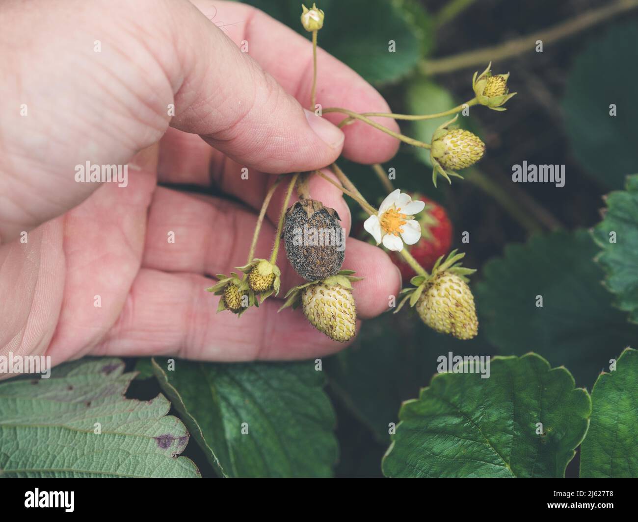 photo shows a hand holding a strawbery with Botrytis fruit rot or gray mold of strawberries - landscape format Stock Photo