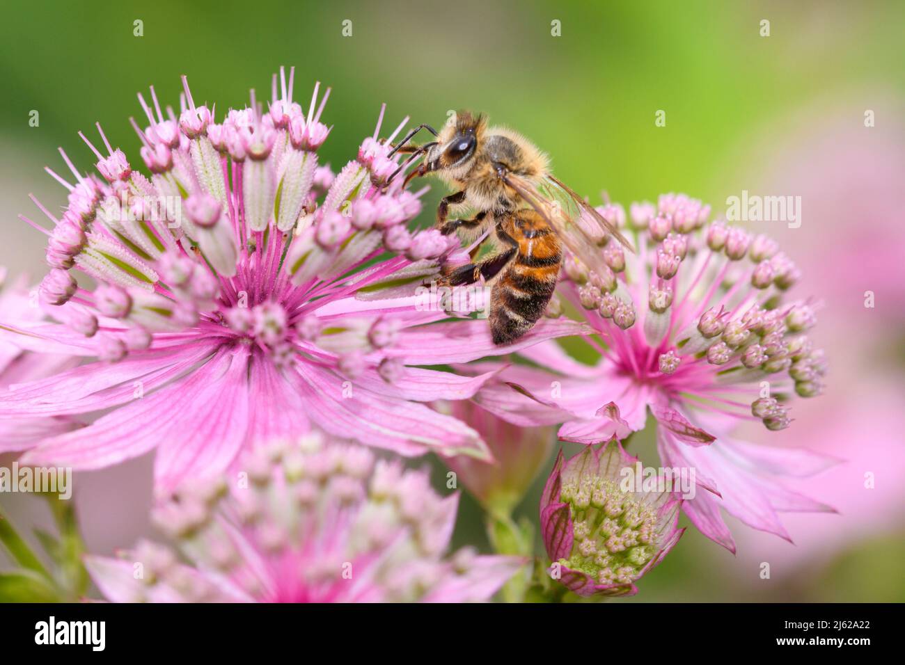 Bee - Apis mellifera - pollinates a blossom of the great masterwort - Astrantia major Stock Photo