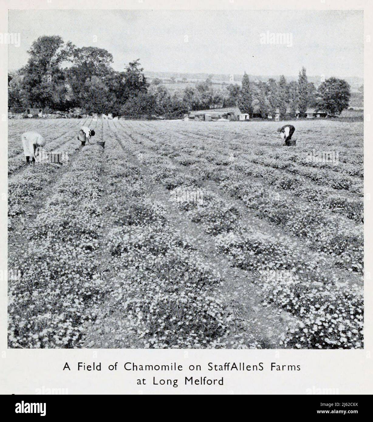 A Field of Chamomile on Staff Allens Farms at Long Melford from the book ' The romance of Empire drugs ' Published in London by the Scientific Department at Stafford Allen and Sons, Ltd Stock Photo