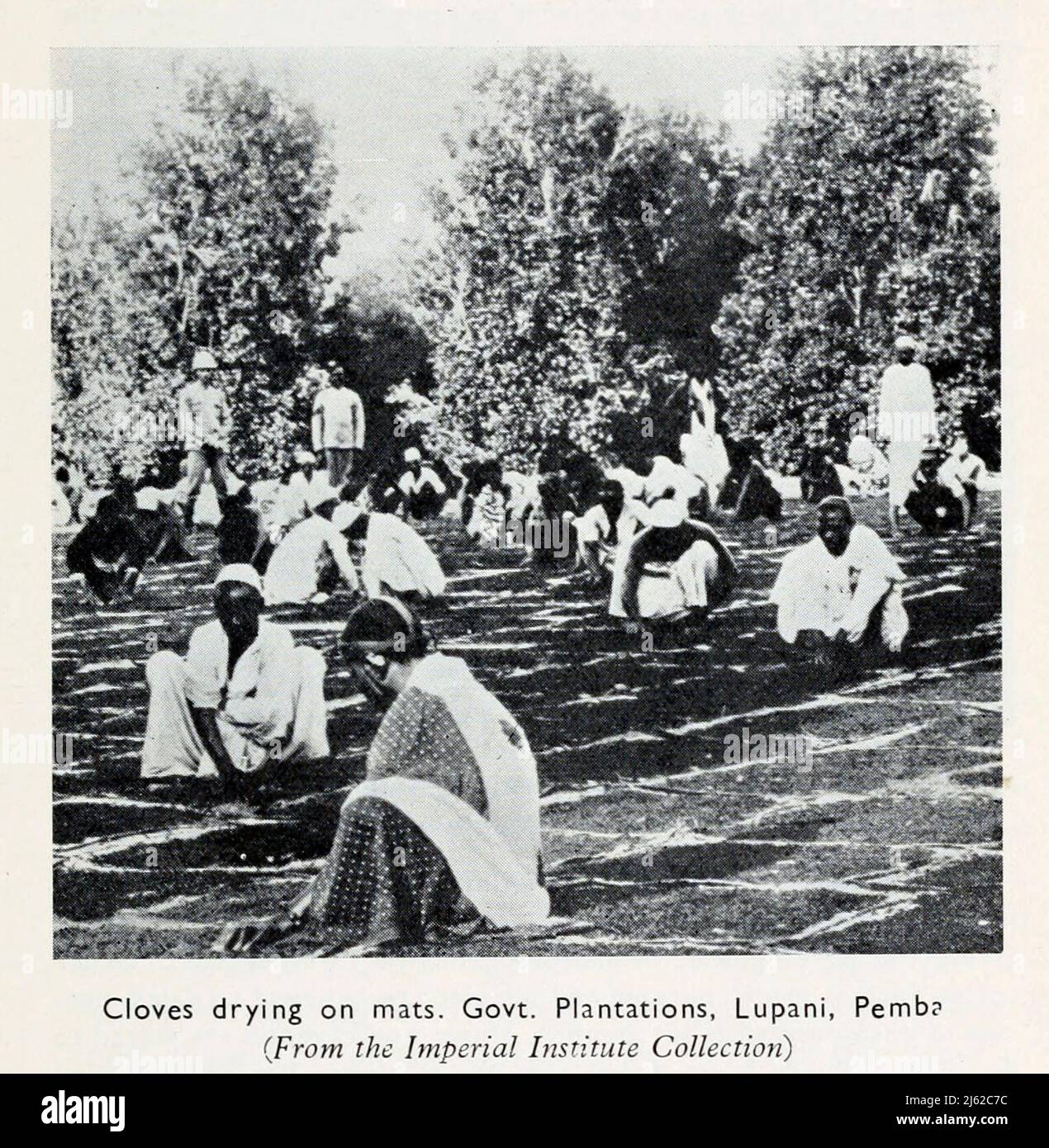 Cloves drying on mats. Govt. Plantations, Lupani, Pemba from the book ' The romance of Empire drugs ' Published in London by the Scientific Department at Stafford Allen and Sons, Ltd Stock Photo