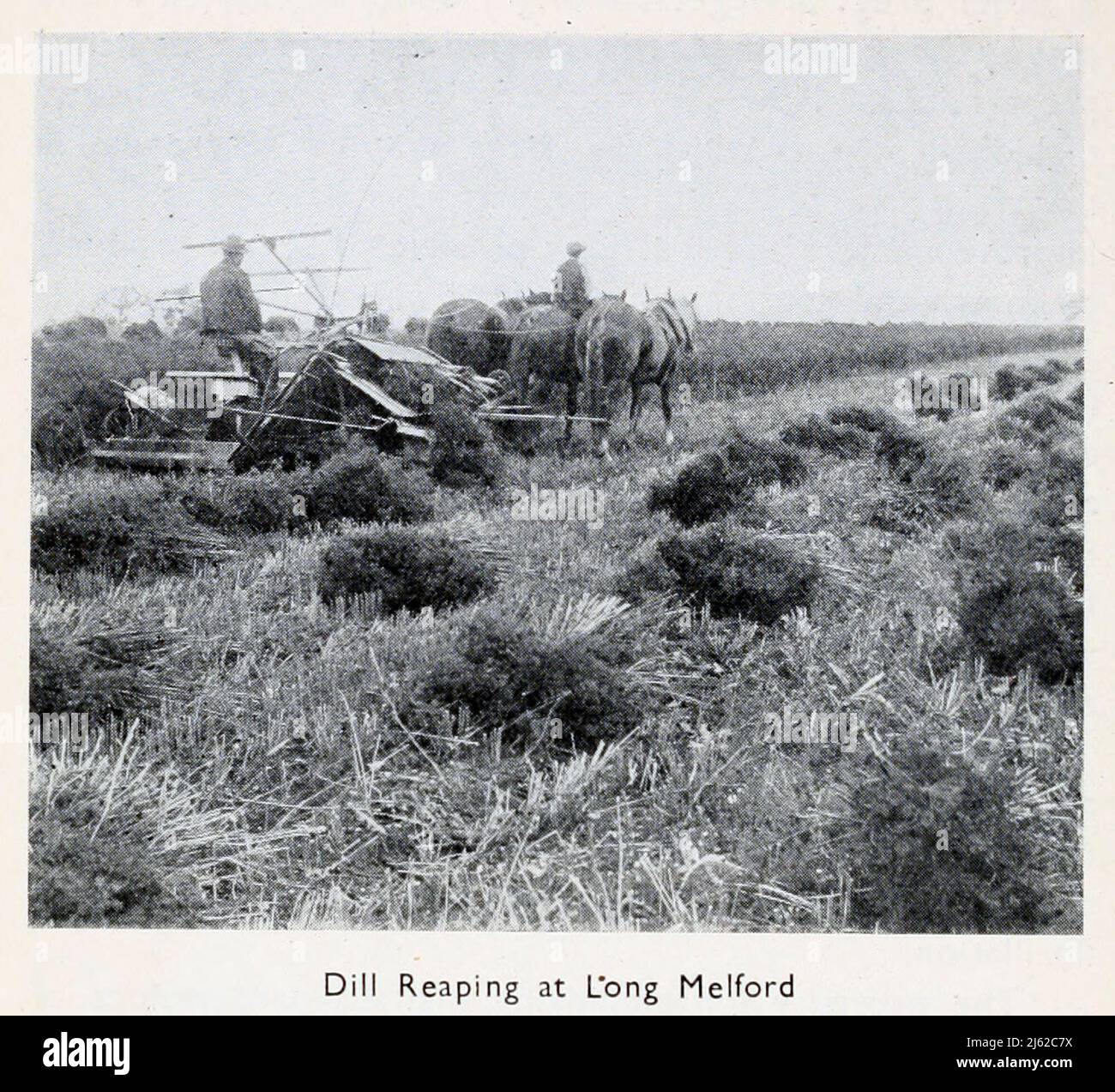 Dill Reaping at Long Melford from the book ' The romance of Empire drugs ' Published in London by the Scientific Department at Stafford Allen and Sons, Ltd Stock Photo