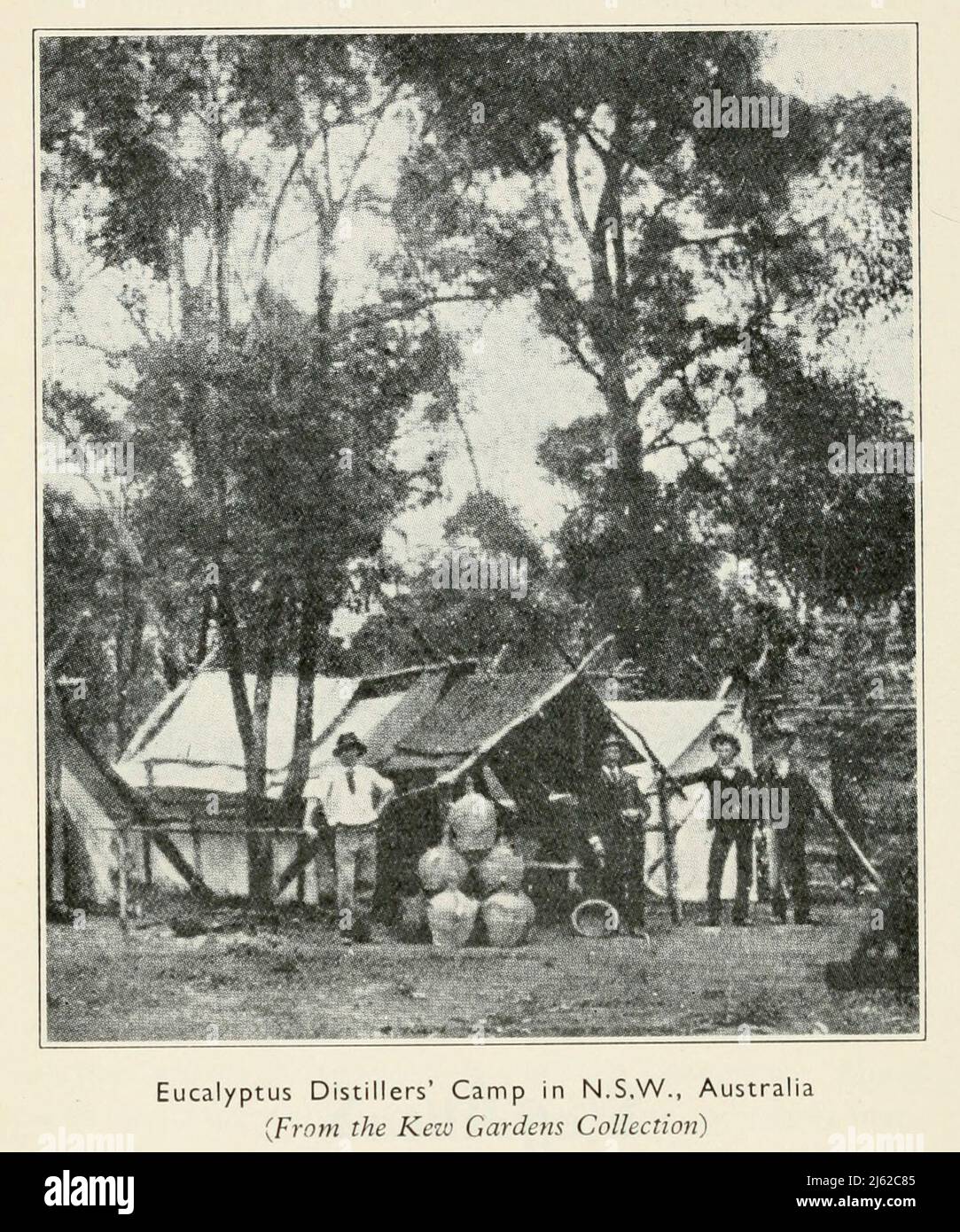 Eucalyptus Distillers' Camp in N.S.W., Australia from the book ' The romance of Empire drugs ' Published in London by the Scientific Department at Stafford Allen and Sons, Ltd Stock Photo