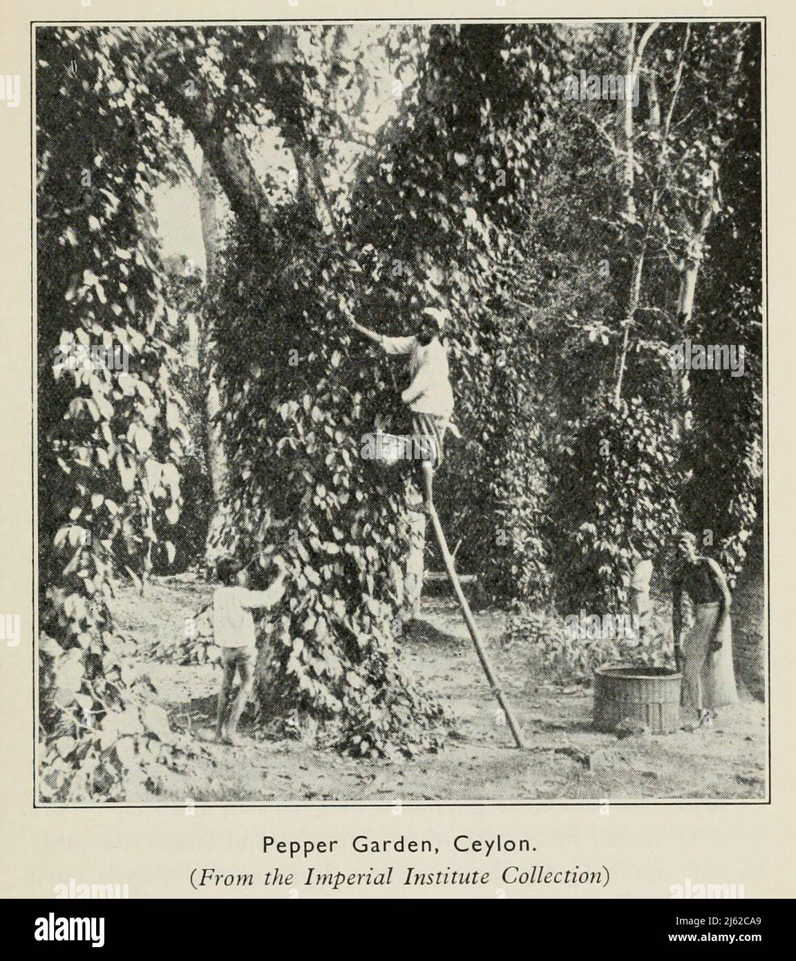 Pepper Garden, Ceylon from the book ' The romance of Empire drugs ' Published in London by the Scientific Department at Stafford Allen and Sons, Ltd Stock Photo