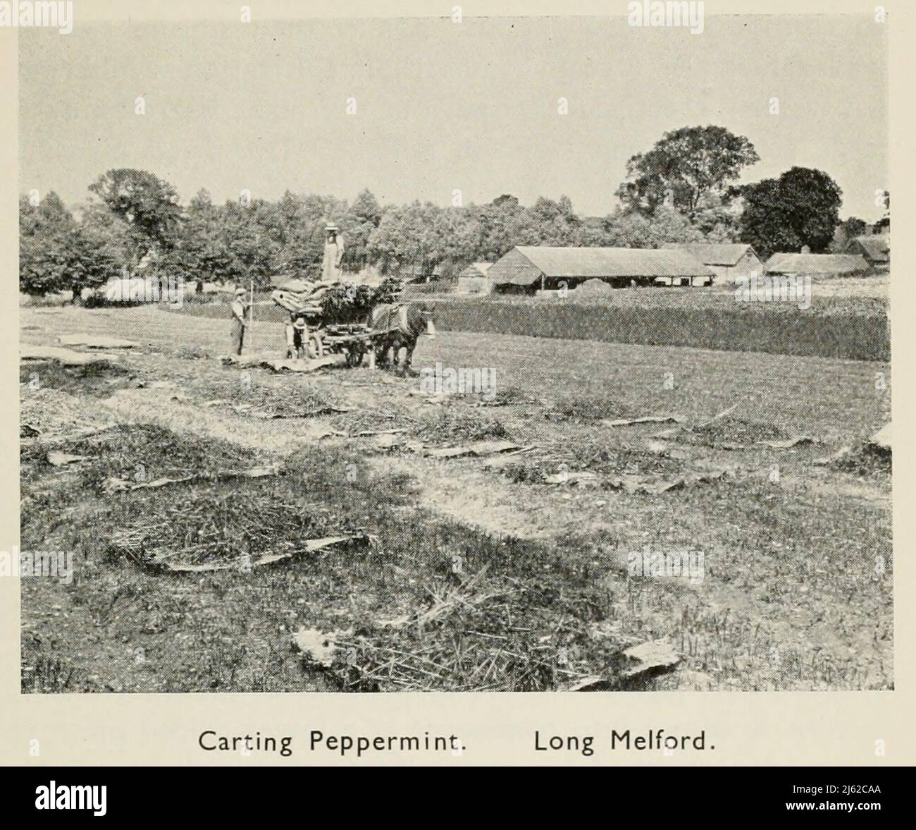 Carting Peppermint. Long Melford from the book ' The romance of Empire drugs ' Published in London by the Scientific Department at Stafford Allen and Sons, Ltd Stock Photo