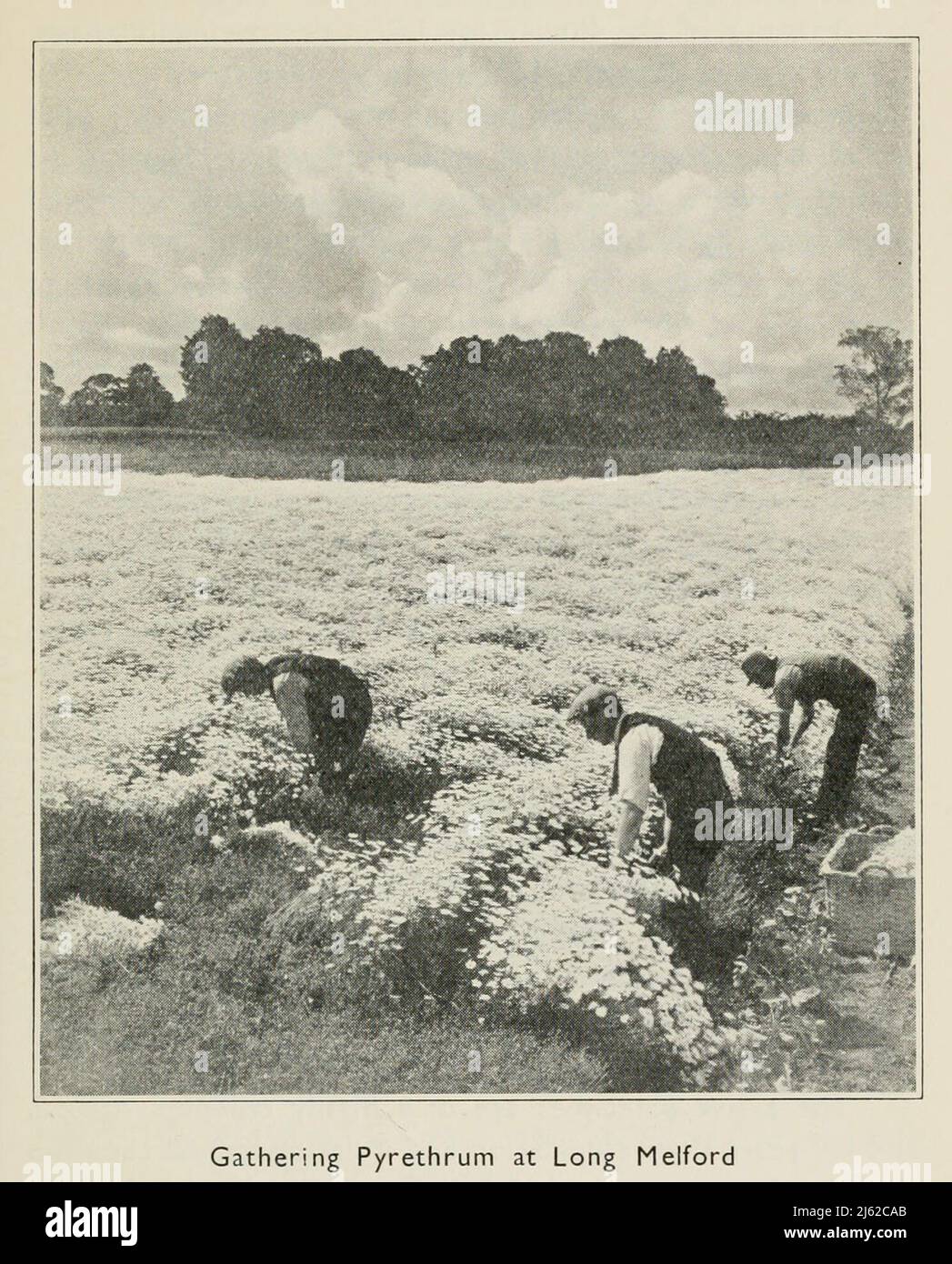 Gathering Pyrethrum at Long Melford from the book ' The romance of Empire drugs ' Published in London by the Scientific Department at Stafford Allen and Sons, Ltd Stock Photo