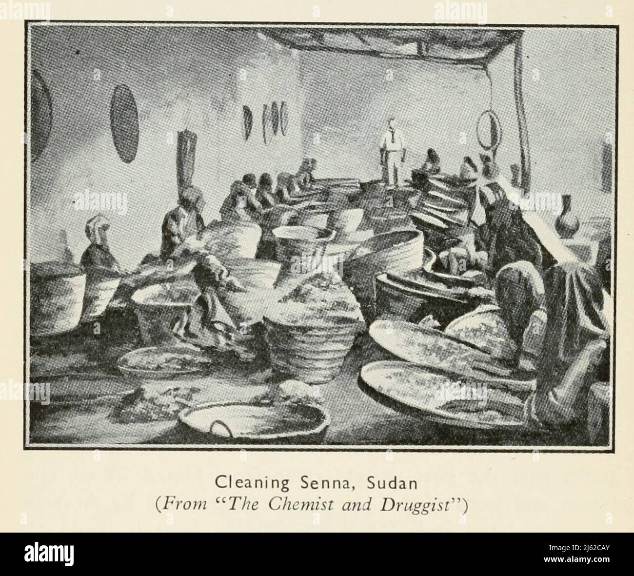 Cleaning Senna, Sudan from the book ' The romance of Empire drugs ' Published in London by the Scientific Department at Stafford Allen and Sons, Ltd Stock Photo
