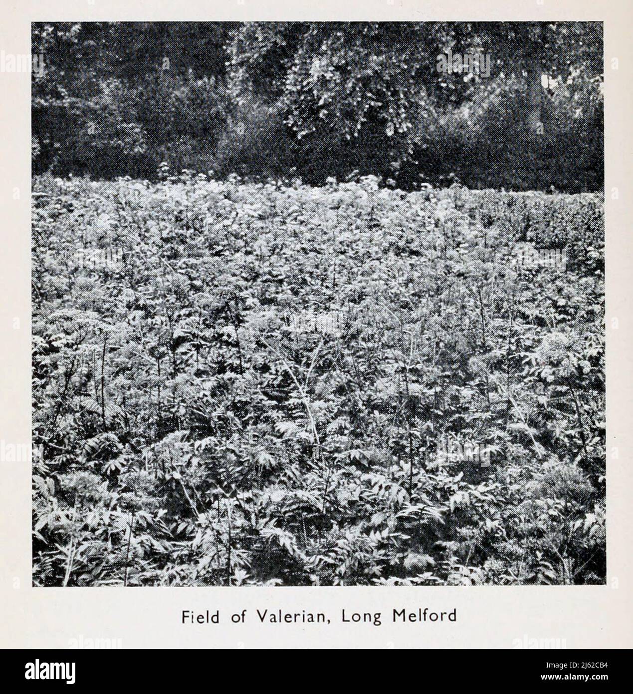 Field of Valerian, Long Melford from the book ' The romance of Empire drugs ' Published in London by the Scientific Department at Stafford Allen and Sons, Ltd Stock Photo
