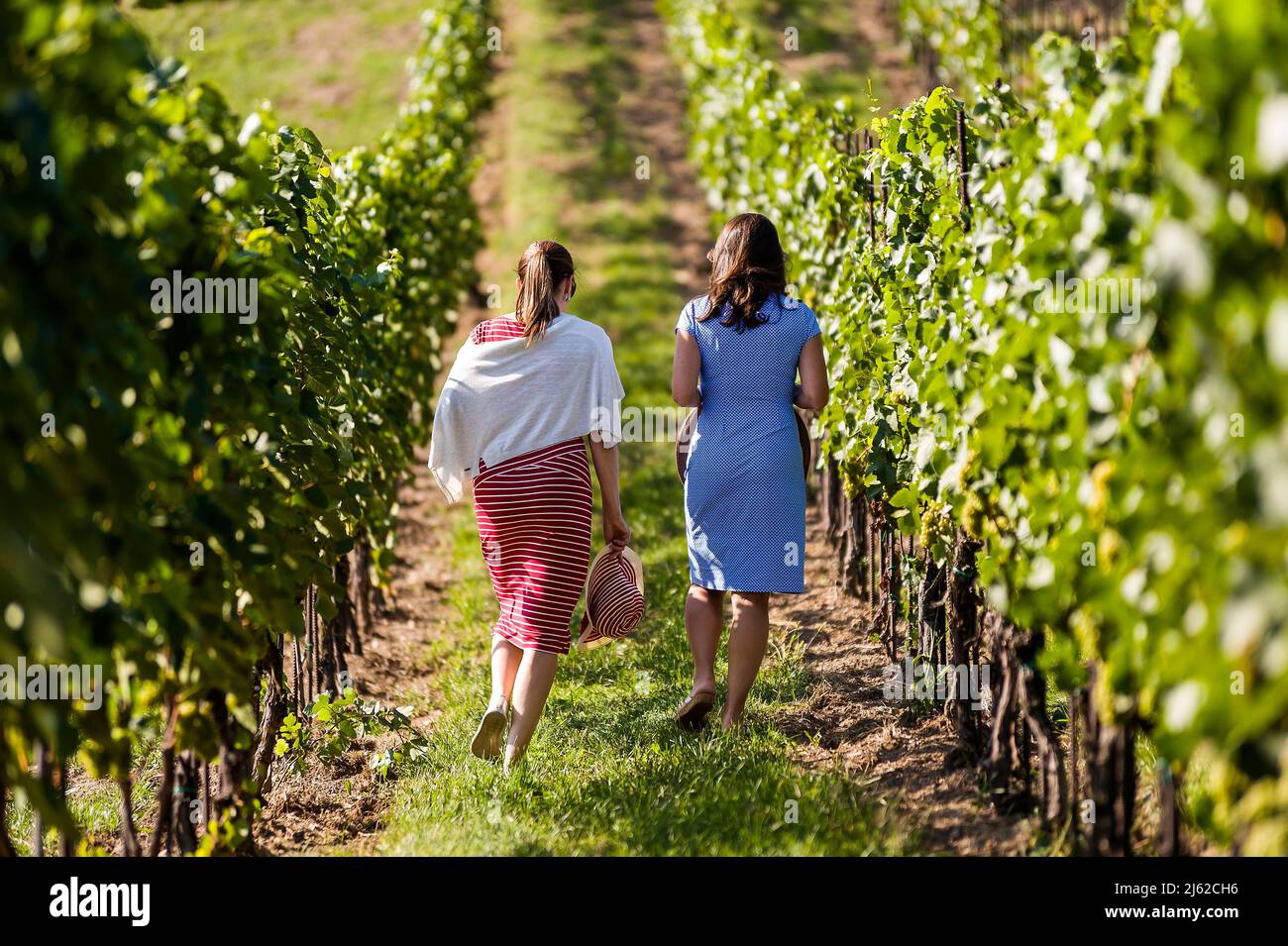 two women strolling in vineyard back to lens Stock Photo