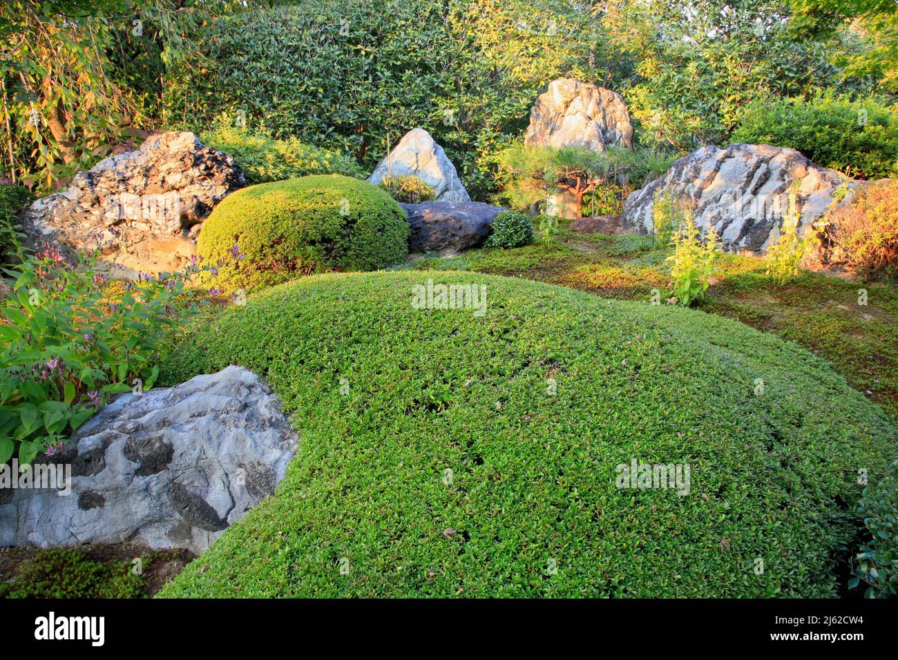 A new pond garden or yoko-en with rocks and evergreen azaleas at Taizo-in temple. Kyoto. Japan Stock Photo