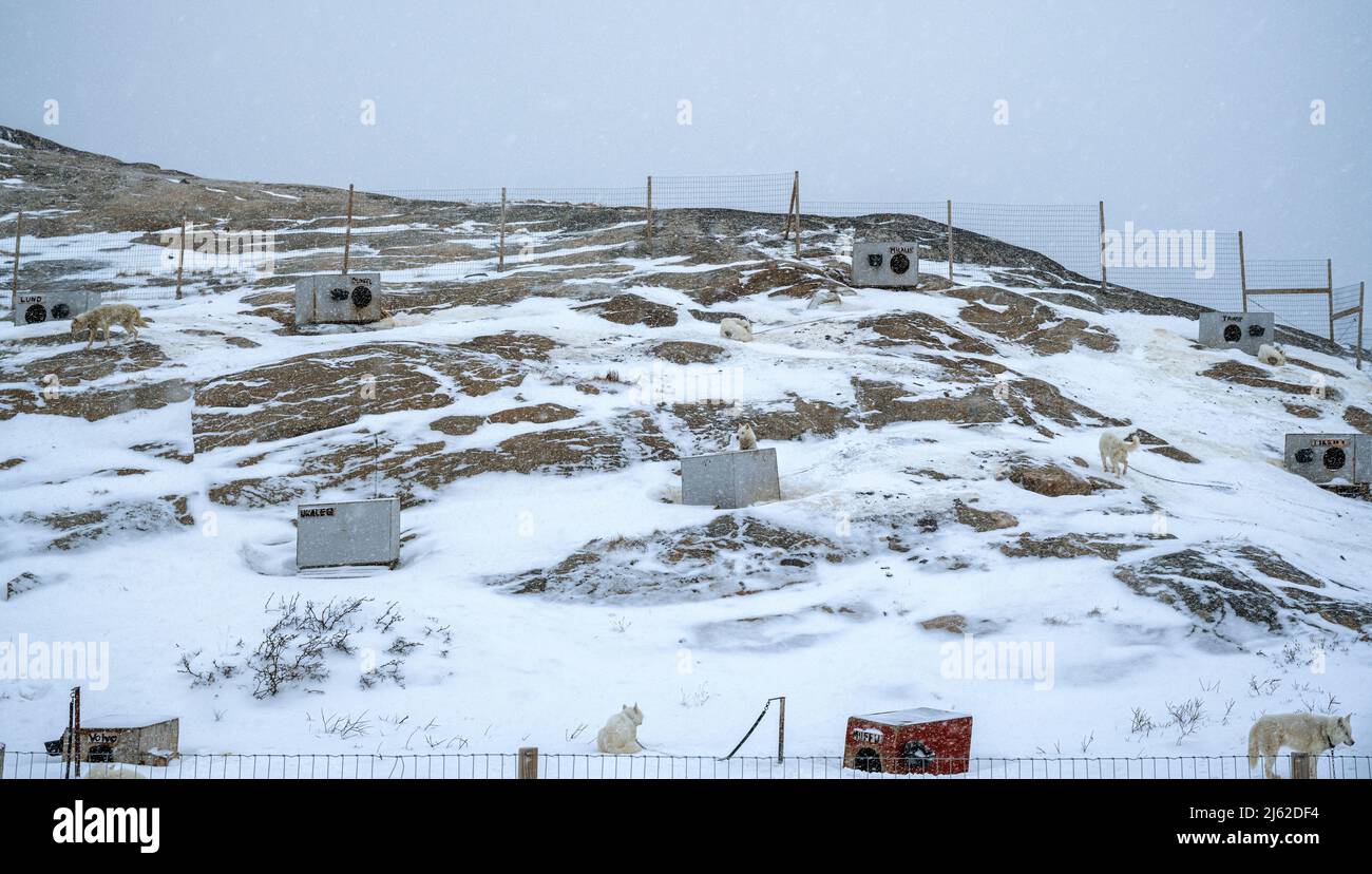 Sled dogs on the outskirts of Ilulissat twon in west Greenland Stock Photo