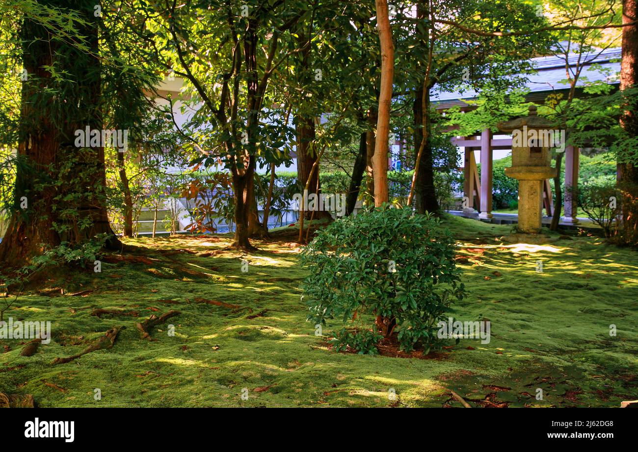 The view of traditional Japanese moss park of Rokuon-ji temple in the warm autumn light. Kyoto. Japan Stock Photo