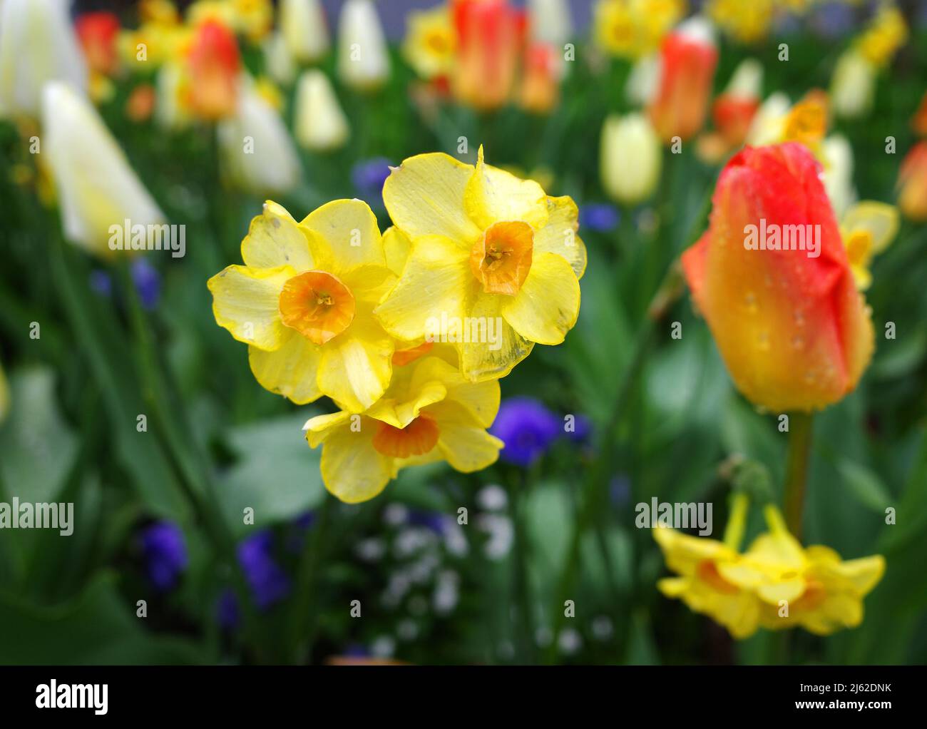 Daffodils and grape hyacinths hires stock photography and images Alamy