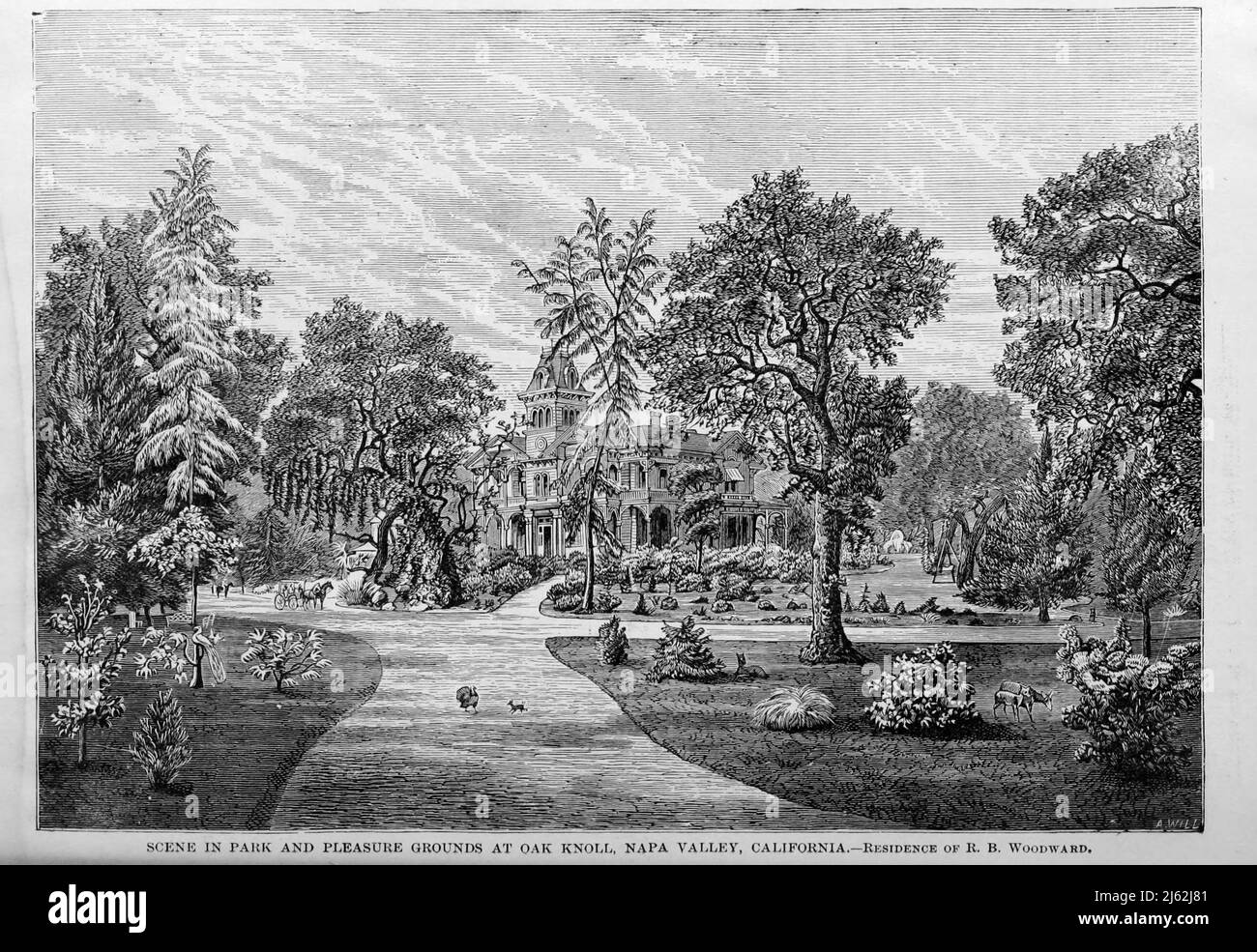 Scene in Park and Pleasure Grounds at Oak Knoll, Napa Valley, California - Residence of R. B. Woodward from the book The Pacific tourist : Adams & Bishop's illustrated trans-continental guide of travel, from the Atlantic to the Pacific Ocean : containing full descriptions of railroad routes across the continent, all pleasure resorts and places of most noted scenery in the Far West, also of all cities, towns, villages, U.S. forts, springs, lakes, mountains, routes of summer travel, best localities for hunting, fishing, sporting, and enjoyment, with all needful information for the pleasure trave Stock Photo