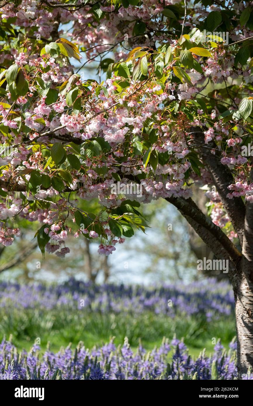 Blossom tree with pastel pink blooms. Blue Camassia leichtlinii