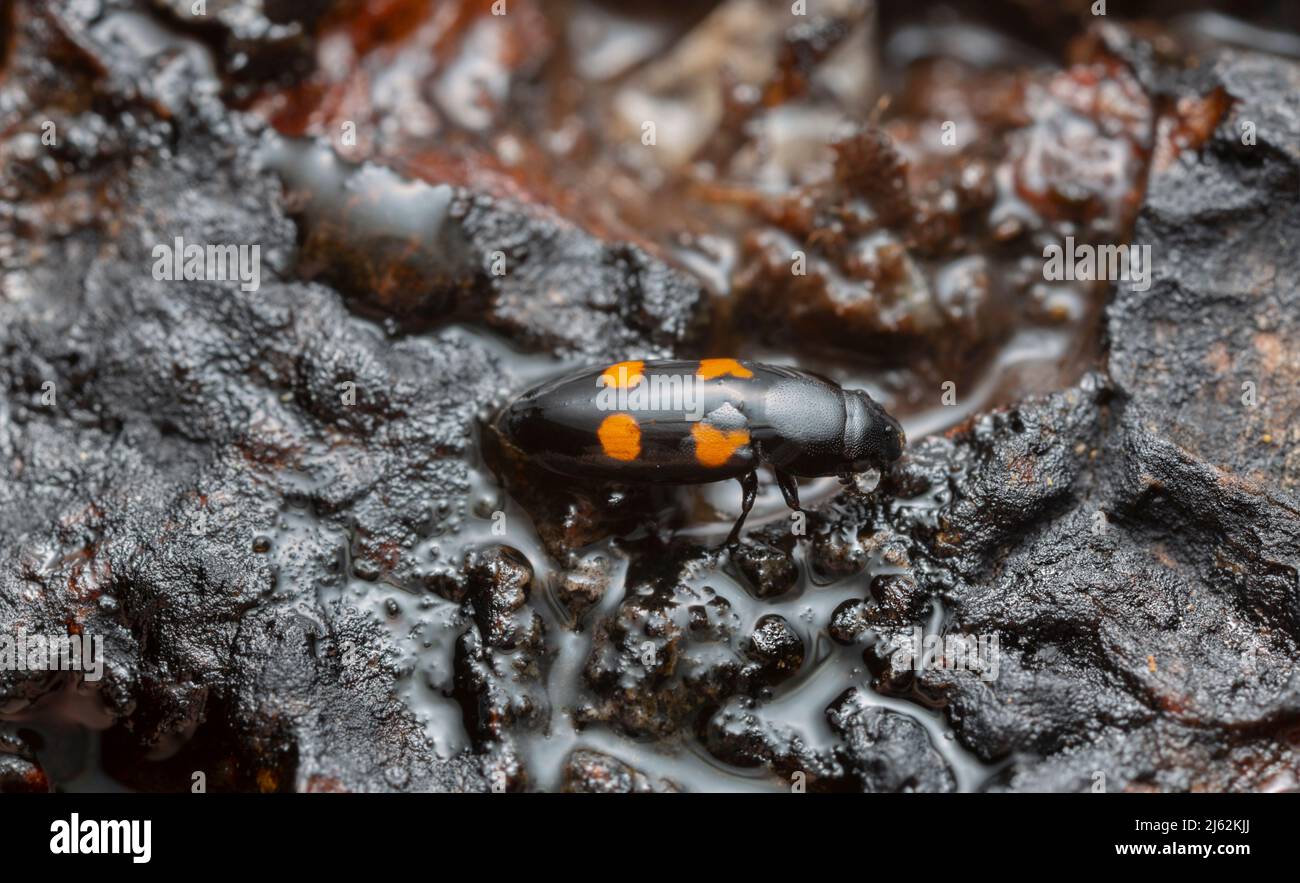 European bark beetle predator, Glischrochilus quadripunctatus on sap pouring out of aspen Stock Photo