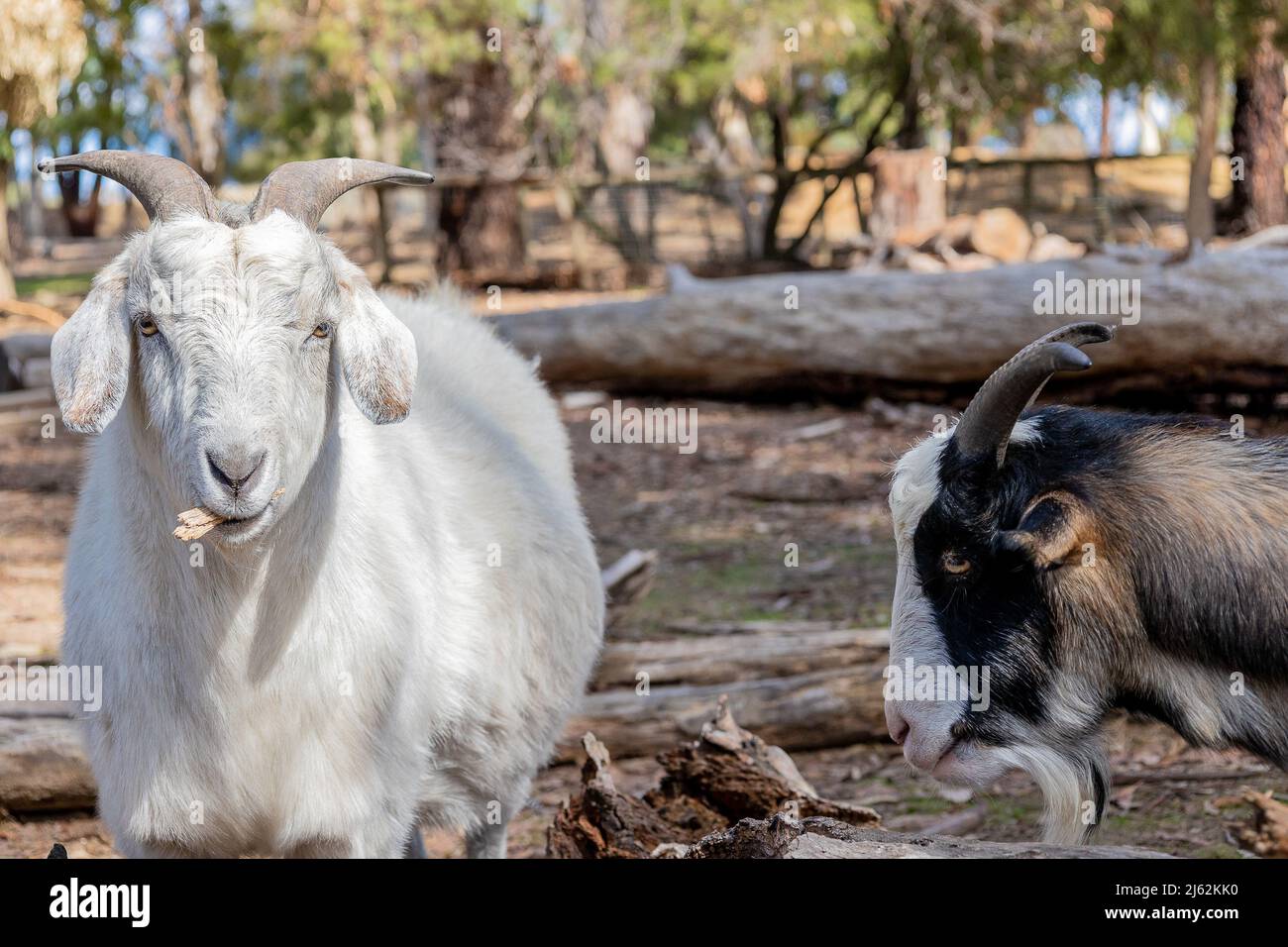 White Goat with Horns chewing bark with shy multi coloured goat Stock Photo