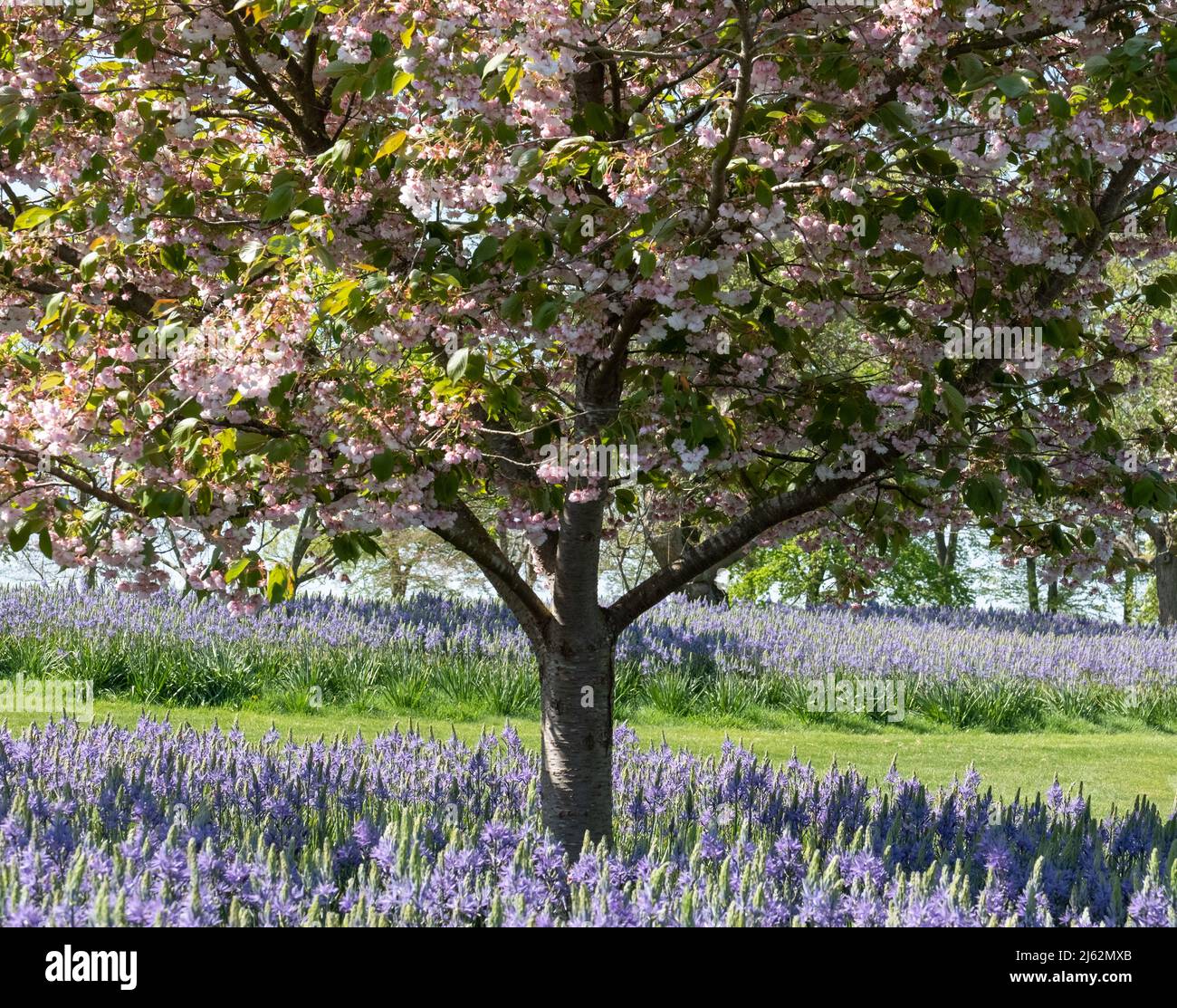 Blossom tree with pastel pink blooms. Blue Camassia leichtlinii