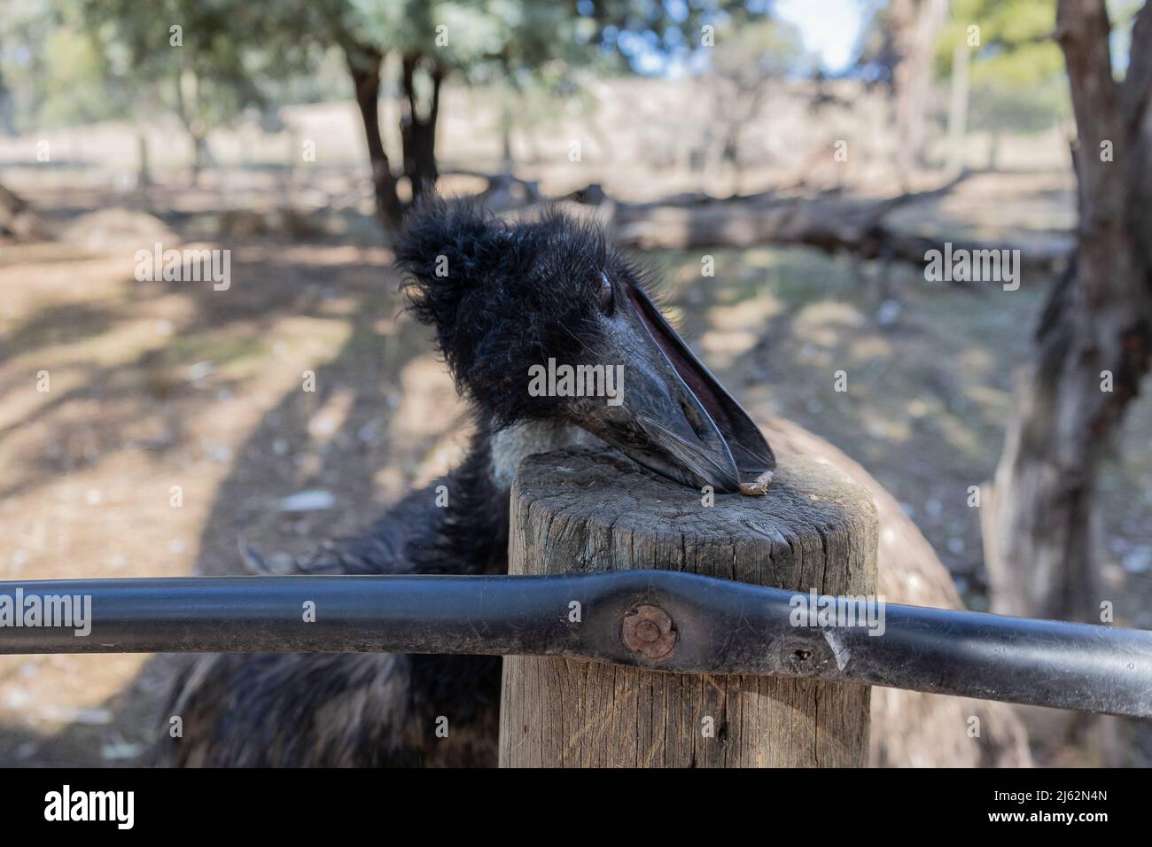 Close up of an Australian Emu tilting its head to eat food from a fence post. This large flightless bird is native to Australia. Stock Photo