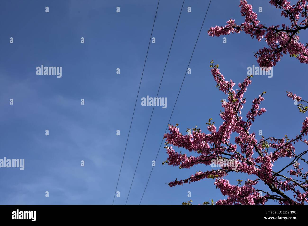 Redbud tree in bloom with the sky as background Stock Photo - Alamy