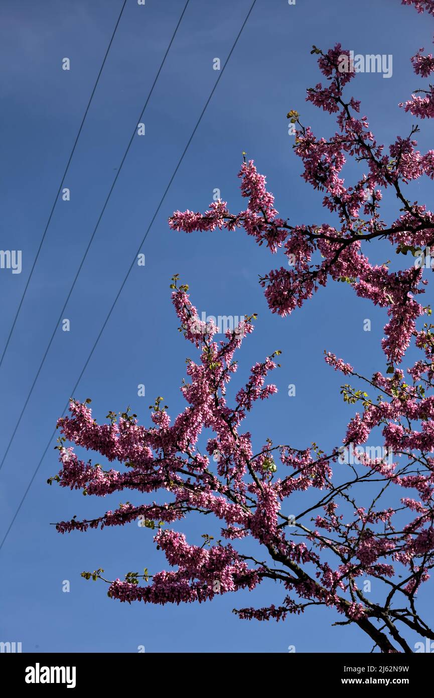 Redbud tree in bloom with the sky as background Stock Photo - Alamy
