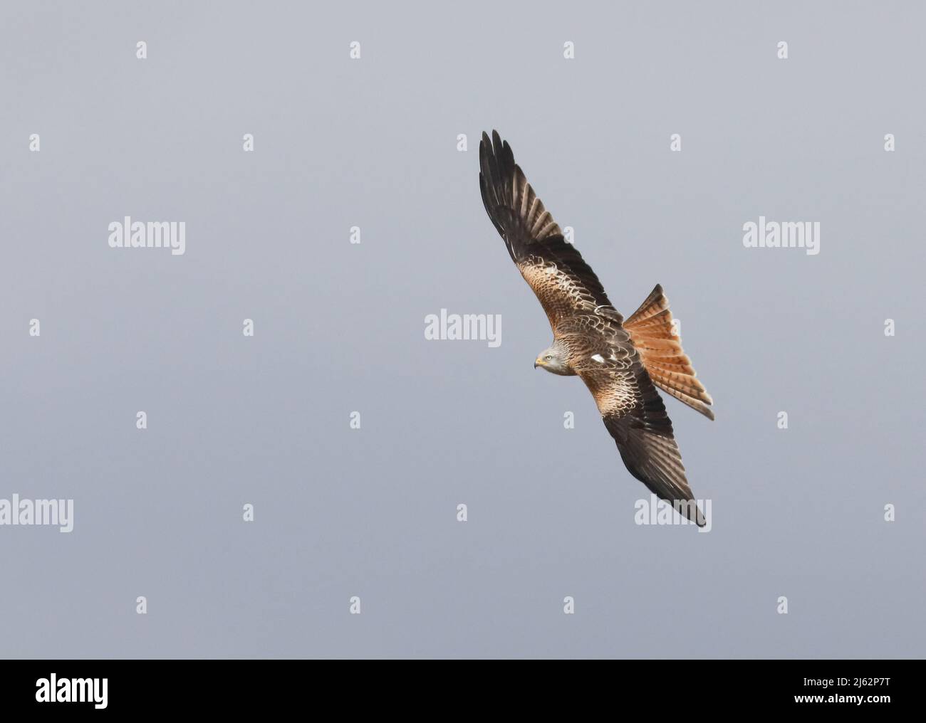 Flying Red kite isolated Stock Photo