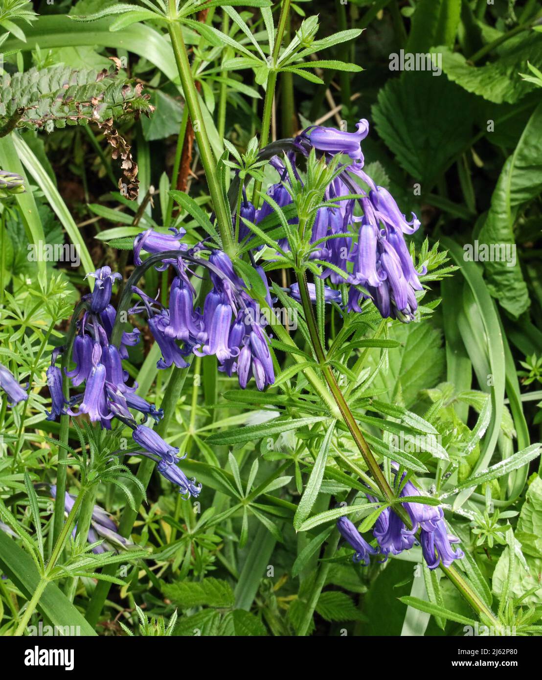English Bluebells are native to England grow on just one side of the stem.  Vertical, portait format Stock Photo