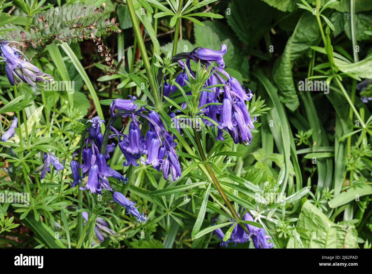 English Bluebells in a hedgegrow at Gilbert Lane, within Central Park, Plymouth. English Bluebells are native to England grow on just one side of the Stock Photo