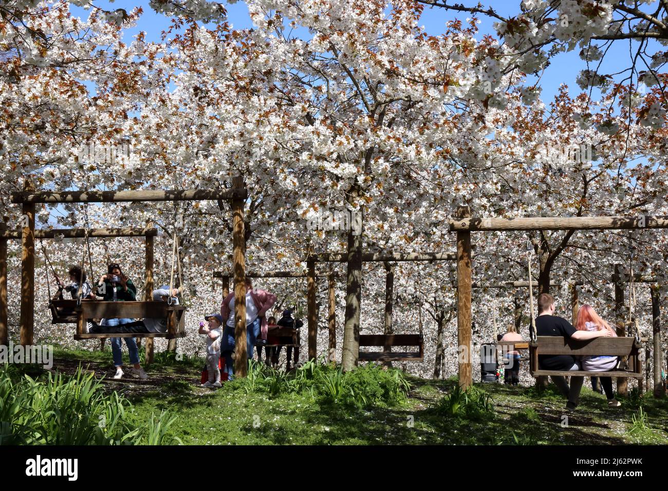 Tourists enjoying Cherry Blossom. Stock Photo