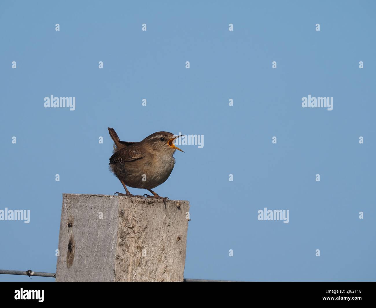 Wrens sing from a variety of vantage points in breeding season. Stock Photo