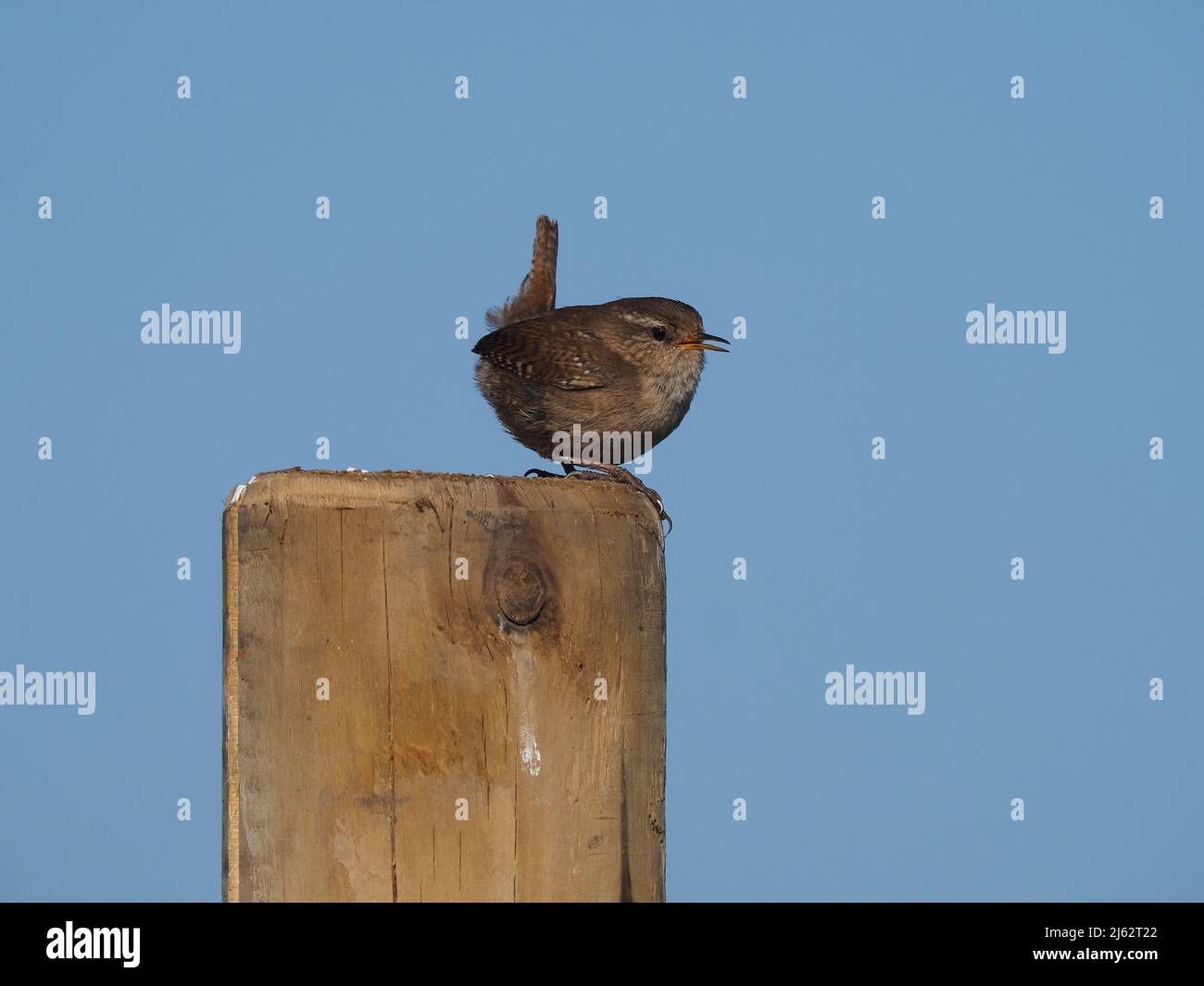 Wrens sing from a variety of vantage points in breeding season. Stock Photo