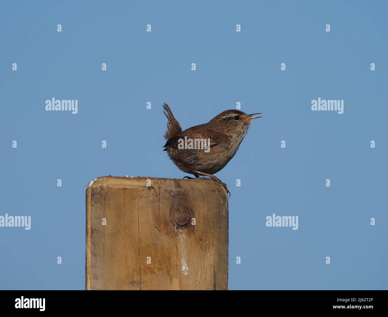 Wrens sing from a variety of vantage points in breeding season. Stock Photo