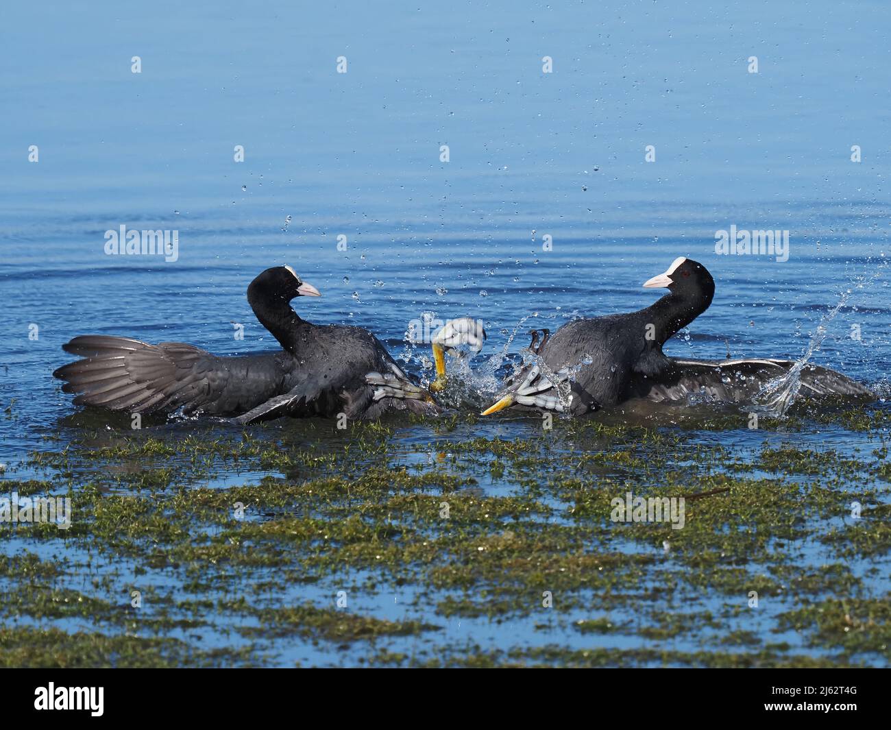 These coots decided posturing was insufficient, and a fight ensued clawing at each other with talons on the large feet they have. Stock Photo