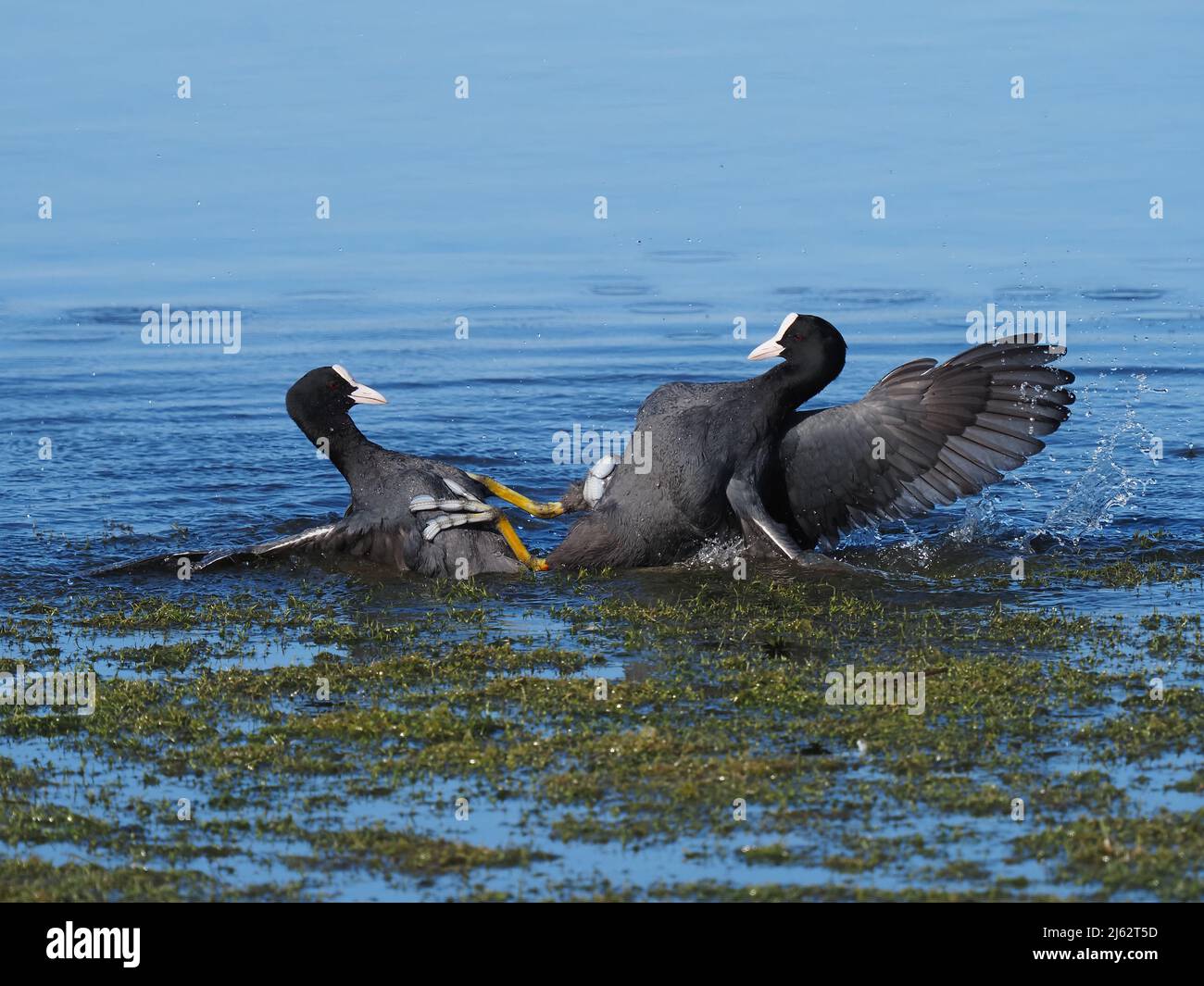 These coots decided posturing was insufficient, and a fight ensued clawing at each other with talons on the large feet they have. Stock Photo