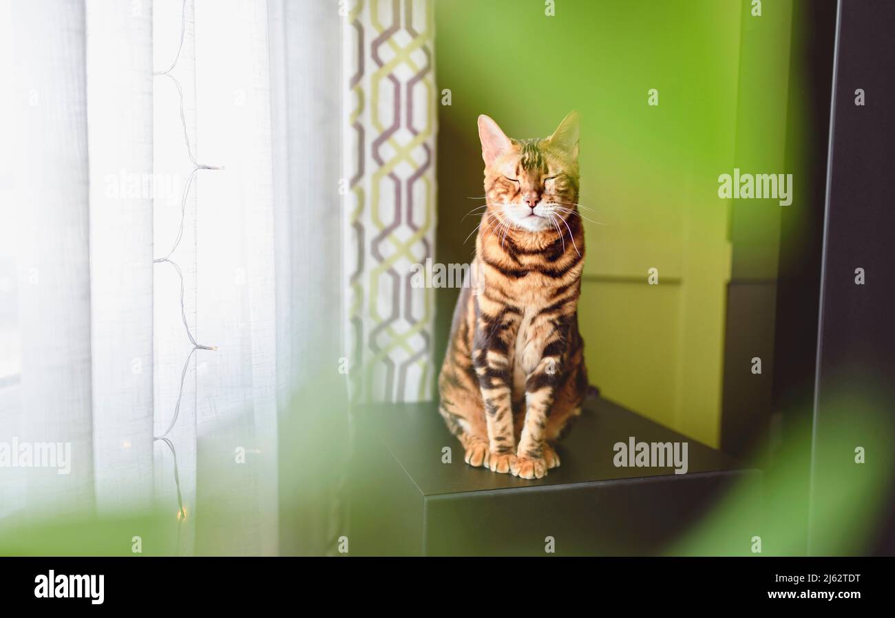 Bengal cat like a leopard sneaks at home with green plant in front Stock Photo
