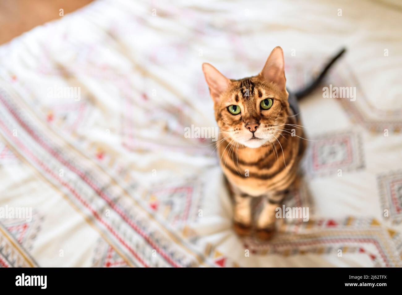 Bengal cat like a leopard sneaks at home bedroom Stock Photo