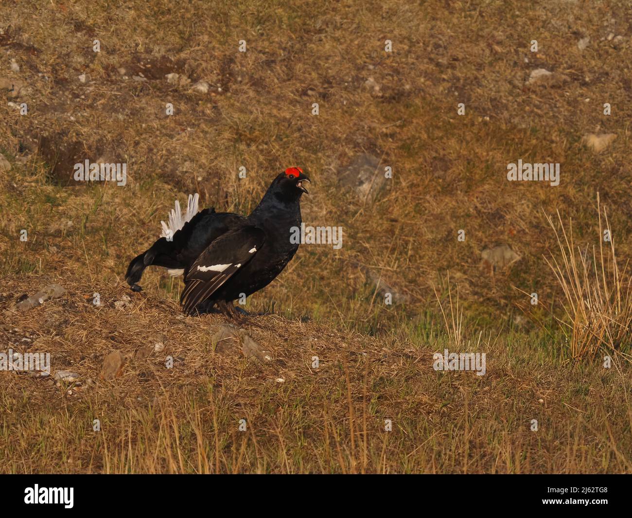 Black grouse on moorland in North Wales where there is a small population. Stock Photo