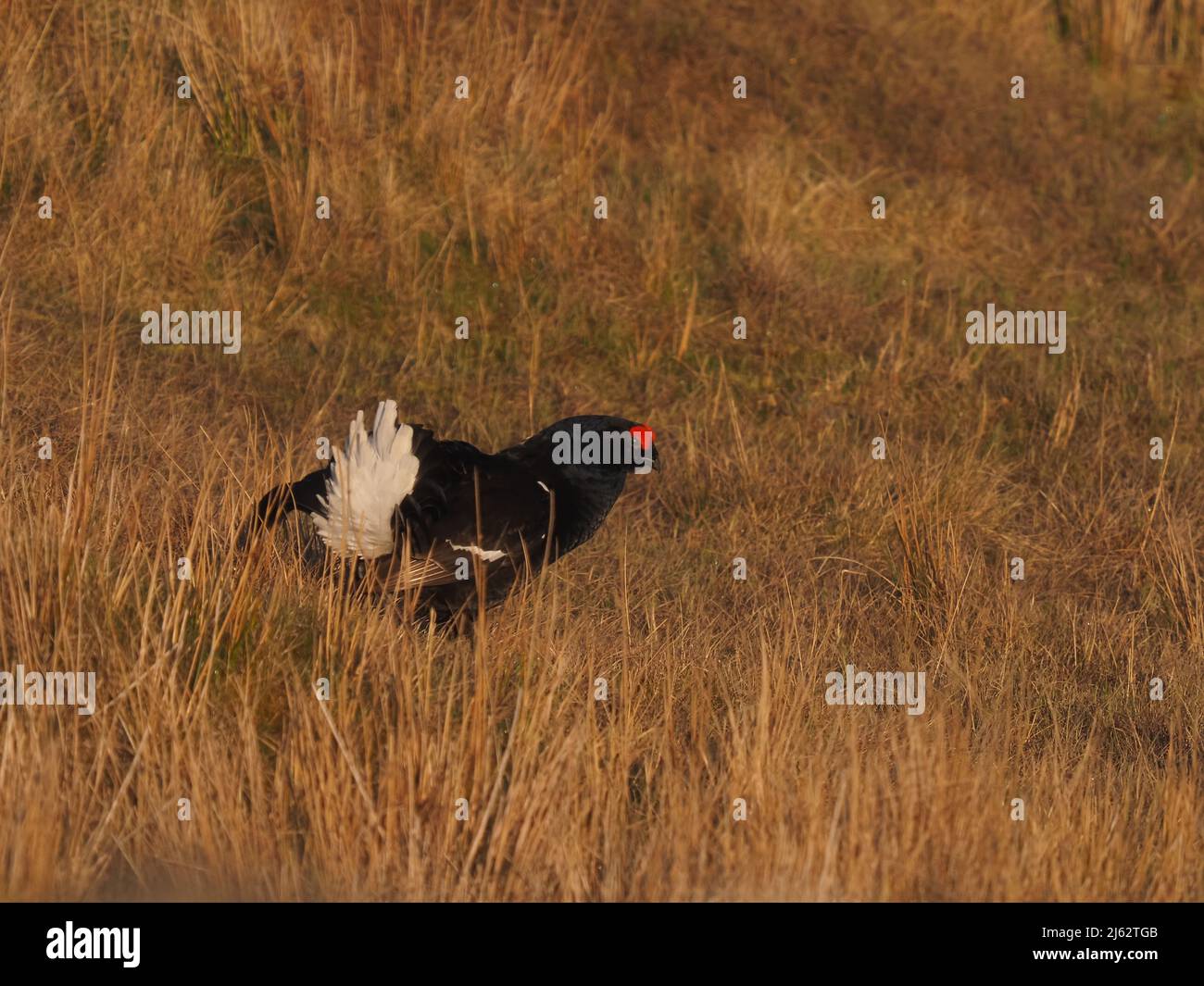 Black grouse on moorland in North Wales where there is a small population. Stock Photo