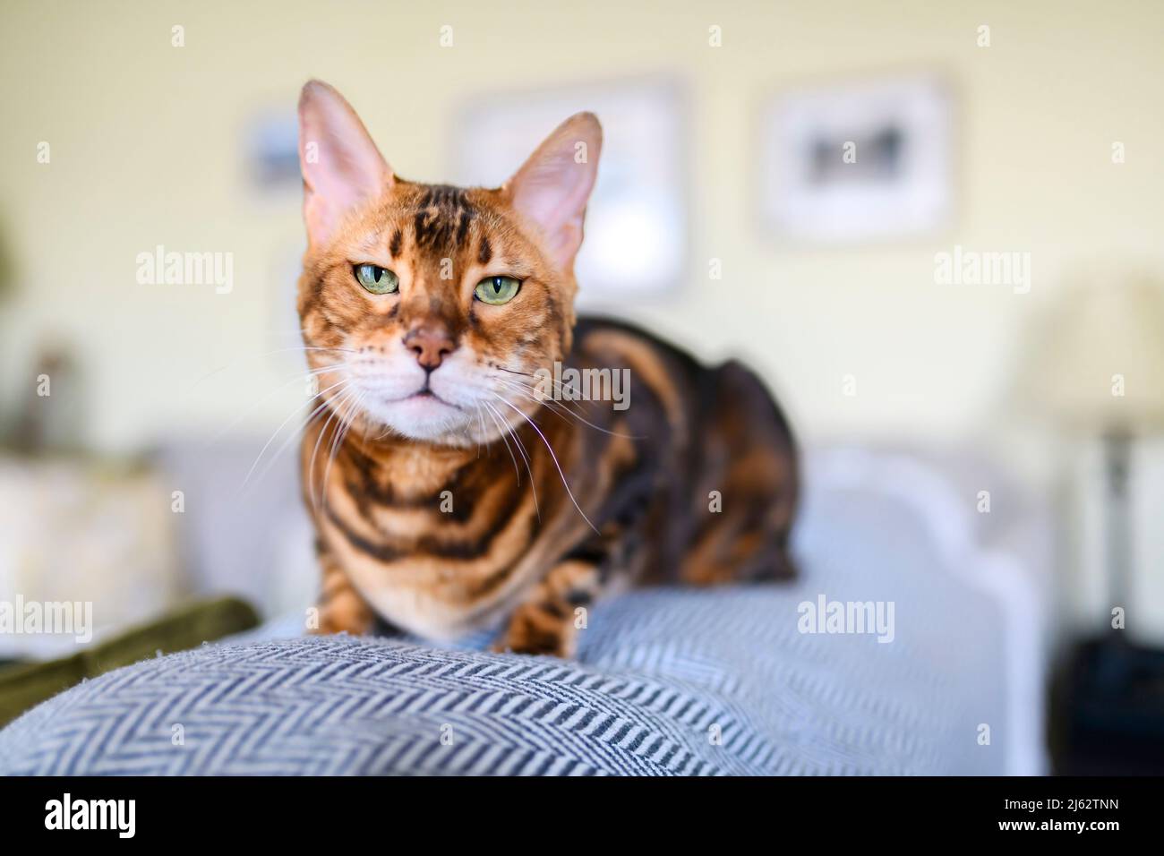 Bengal cat like a leopard sneaks at home Stock Photo